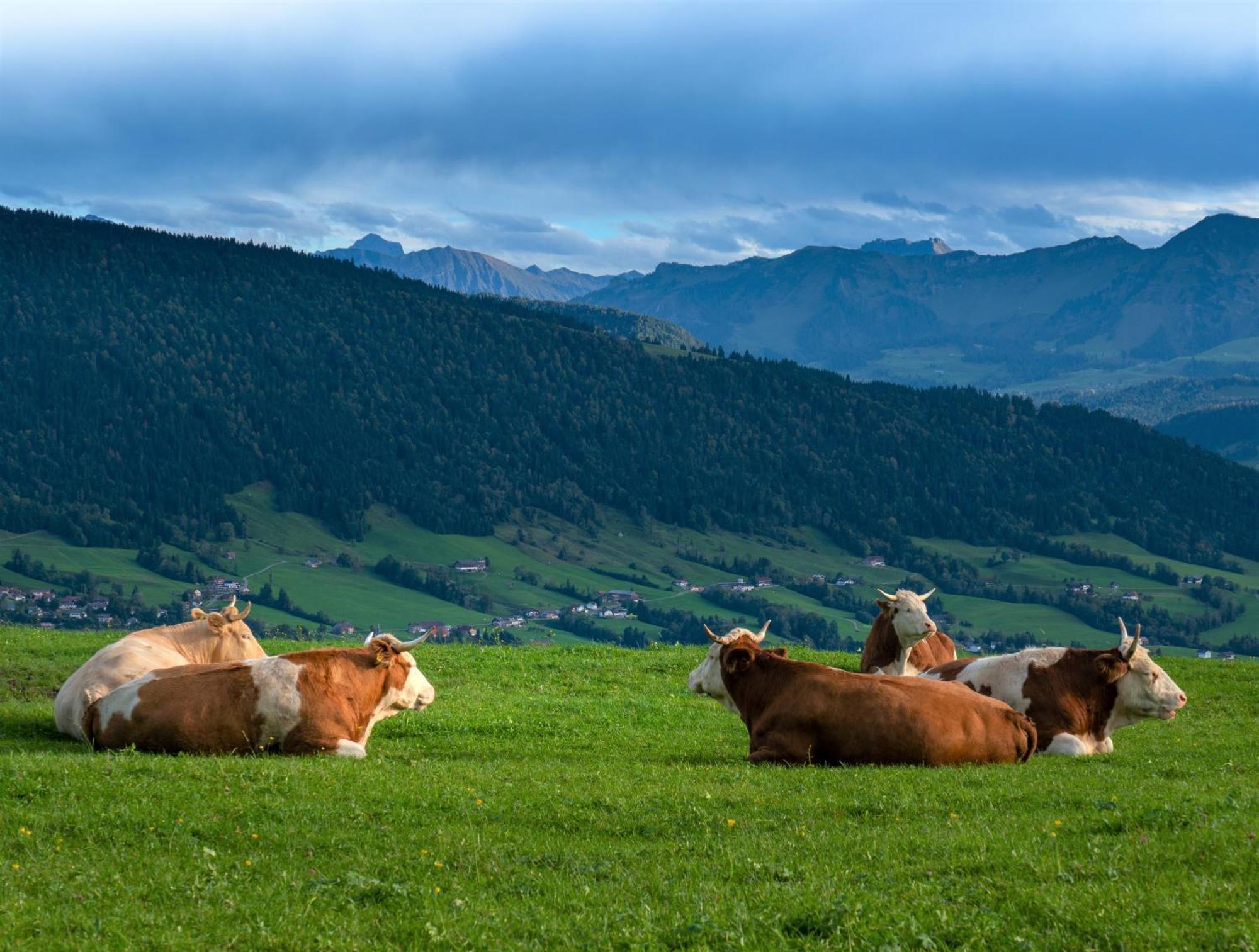 Ferienwohnung Bergpfote - Hund Herzlich Willkommen Scheidegg Buitenkant foto